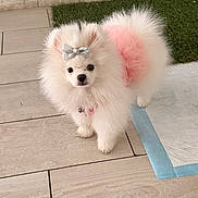 Fendi is registered to the contest to win money with this photo: dog, pomeranian, fluffy, white, bow, pink_tutu, pet, floor, tile, indoor, cute, small_dog, animal, fur, standing, looking, accessory, decor, green_patch, pee_pad