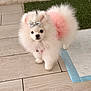 dog, pomeranian, fluffy, white, bow, pink_tutu, pet, floor, tile, indoor, cute, small_dog, animal, fur, standing, looking, accessory, decor, green_patch, pee_pad
