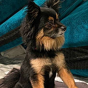 Jett Jett is registered to the contest to win money with this photo: dog, pet, black_and_tan, fluffy, ears, sitting, blanket, couch, indoor, fur, side_view, animal, cute, companion, alert, paw, canine, furniture, domestic, portrait