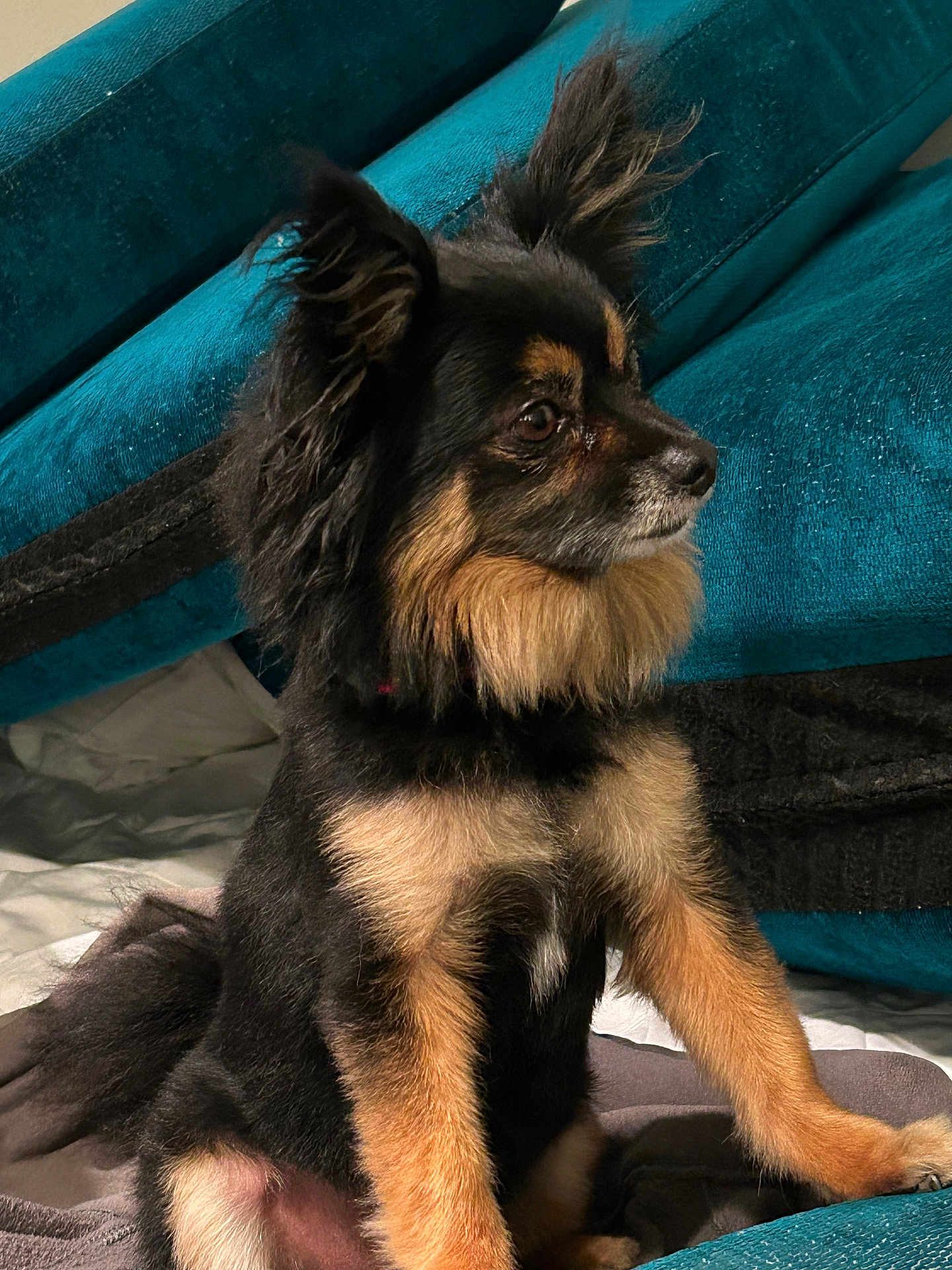 Jett Jett is registered to the contest to win money with this photo: dog, pet, black_and_tan, fluffy, ears, sitting, blanket, couch, indoor, fur, side_view, animal, cute, companion, alert, paw, canine, furniture, domestic, portrait