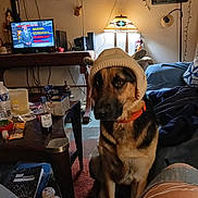 Ranger is registered to the contest to win money with this photo: dog, german_shepherd, hat, living_room, lamp, television, table, bottle, notebook, pills, person, jeans, ripped_jeans, couch, blanket, carpet, wall_art, string_lights, home_decor, indoor