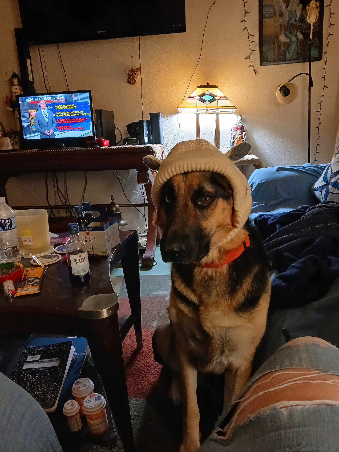 Ranger is registered to the contest to win money with this photo: dog, german_shepherd, hat, living_room, lamp, television, table, bottle, notebook, pills, person, jeans, ripped_jeans, couch, blanket, carpet, wall_art, string_lights, home_decor, indoor
