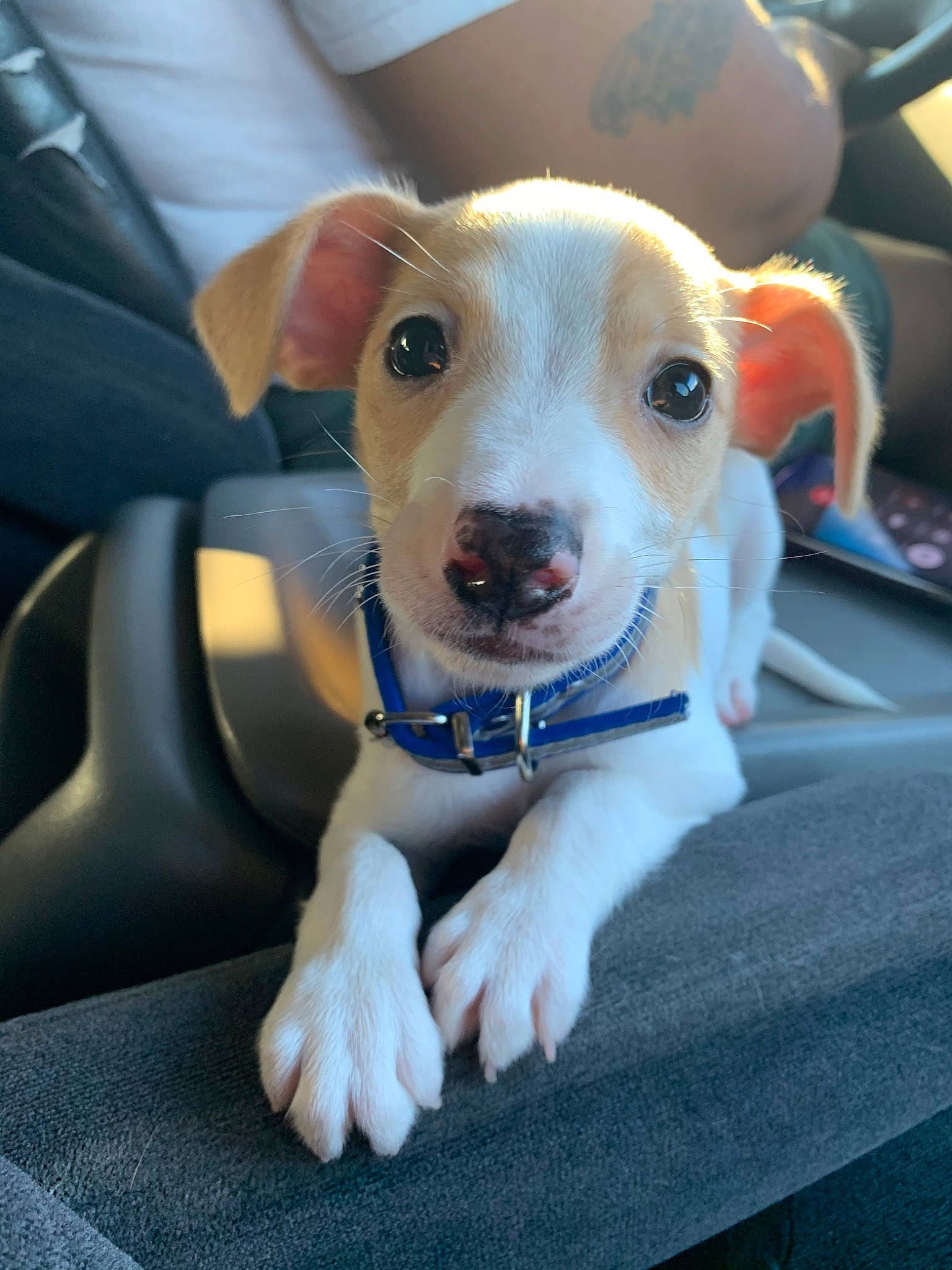 Tank joined the competition — help win amazing prizes! beagle, canidae, carnivore, companion_dog, danish_swedish_farmdog, dog, dog_breed, fawn, feist, fox_terrier, jack_russell_terrier, mammal, miniature_fox_terrier, paw, puppy, rare_breed_dog, russell_terrier, snout, sporting_group, vertebrate