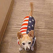Trixie joined the competition — help win amazing prizes! dog, small_dog, indoor, wooden_floor, clothing, sweater, american_flag, pet, curious, looking_up, brown_dog, ears_up, tail_up, cabinet, boot, flooring, home, animal, cute, companion