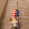 dog, small_dog, indoor, wooden_floor, clothing, sweater, american_flag, pet, curious, looking_up, brown_dog, ears_up, tail_up, cabinet, boot, flooring, home, animal, cute, companion