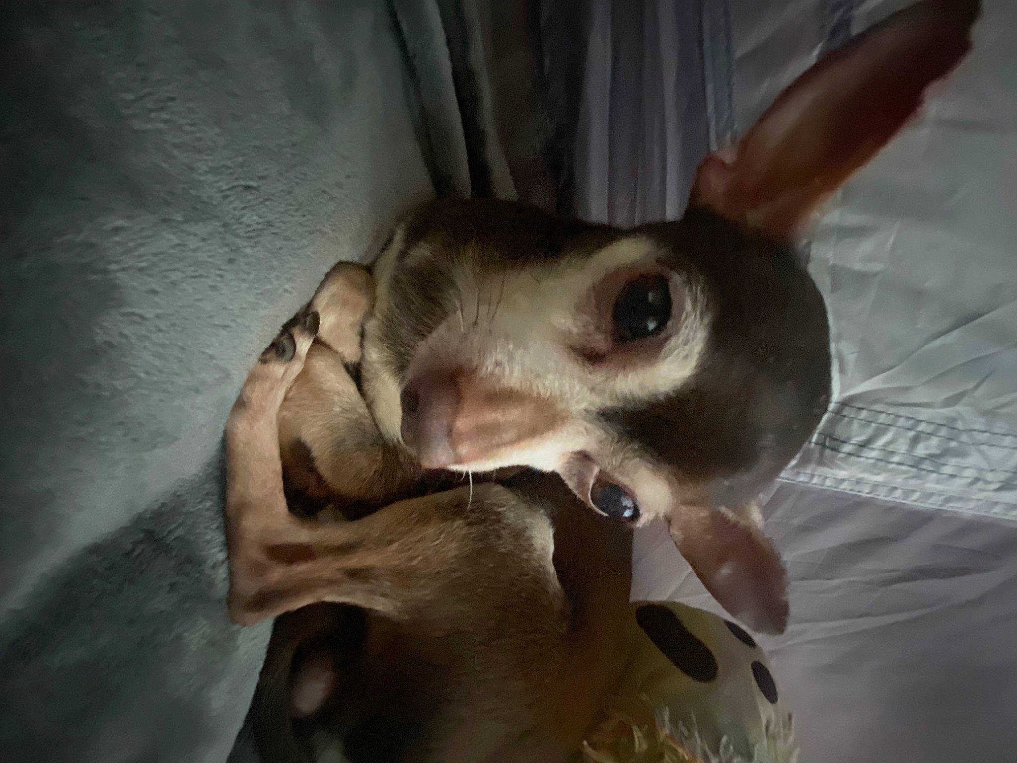 Tribilian is registered to the contest to win money with this photo: canidae, carnivore, companion_dog, dog, dog_breed, ear, eyelash, fang, fawn, fur, jaw, non_sporting_group, snout, sporting_group, terrestrial_animal, whiskers, wildlife, working_animal