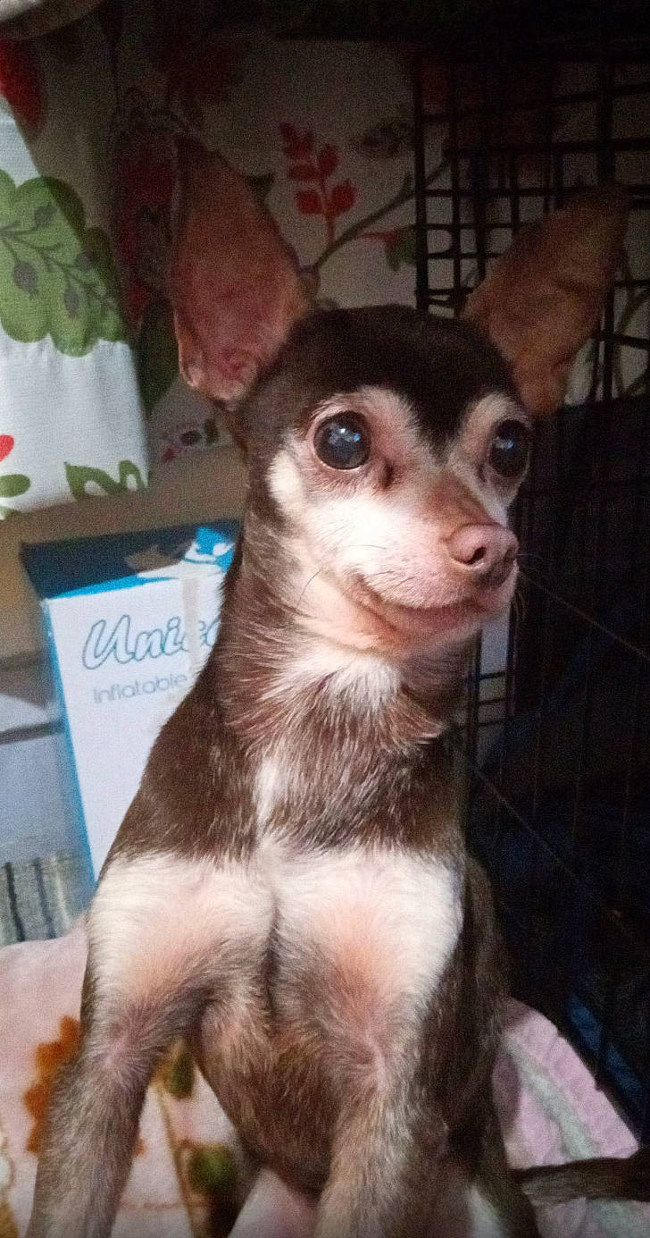 Tribilian joined the competition — help win amazing prizes! canidae, carnivore, companion_dog, corgi_chihuahua, dog, dog_breed, dog_supply, ear, fawn, fur, houseplant, terrestrial_animal, toy_dog, whiskers, working_animal