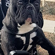 Venom joined the competition — help win amazing prizes! dog, french_bulldog, black_and_white, pet, motorbike, handlebar, outdoor, fence, person_partially_visible, leash, curious, alert, ears, closeup, animal, vehicle, sidewalk, plants, daylight, jacket