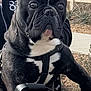 dog, french_bulldog, black_and_white, pet, motorbike, handlebar, outdoor, fence, person_partially_visible, leash, curious, alert, ears, closeup, animal, vehicle, sidewalk, plants, daylight, jacket