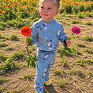 Elaina is registered to the contest to win money with this photo: child, toddler, portrait, outdoor, garden, flower_field, flowers, marigold, zinnia, smiling, standing, holding_flowers, blue_pajamas, colorful_clothing, sunlight, nature, plants, grass, soil, shoes