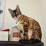 animal, blue_eyes, brown, cat, close_up, container, curious, domestic_cat, ears, feline, fur_pattern, household, indoor, looking, pet, shelf, sitting, tail, whiskers, white_wall