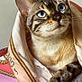 Valhalla a rejoint le concours — aidez-le/la à gagner de superbes lots ! animal, blue_eyes, cat, close_up, curious, cute, fur, indoor, looking_up, patterned, paw, pet, portrait, relaxed, scarf, snug, soft_texture, striped, tabby, whiskers