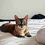 Valhalla a rejoint le concours — aidez-le/la à gagner de superbes lots ! animal, bed, bedroom, blue_eyes, calm, cat, cozy, domestic_cat, ears_up, feline, fur_pattern, indoor, looking_at_camera, lying_down, pet, relaxed, resting, soft_light, whiskers, white_bedspread