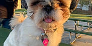 Lulu is registered to the contest to win money with this photo: dog, small_dog, fluffy, pink_leash, heart_tag, outdoor, picnic_table, sunlight, tongue_out, pet, leash, fur, collar, park, person, jacket, shade, green, cute, animal