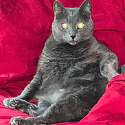 Pepper is registered to the contest to win money with this photo: animal, cat, comfort, cozy, cute, domestic_cat, ears, feline, fur, grey_cat, indoor, looking, paw, pet, portrait, red_blanket, relaxed, sitting, soft, whiskers