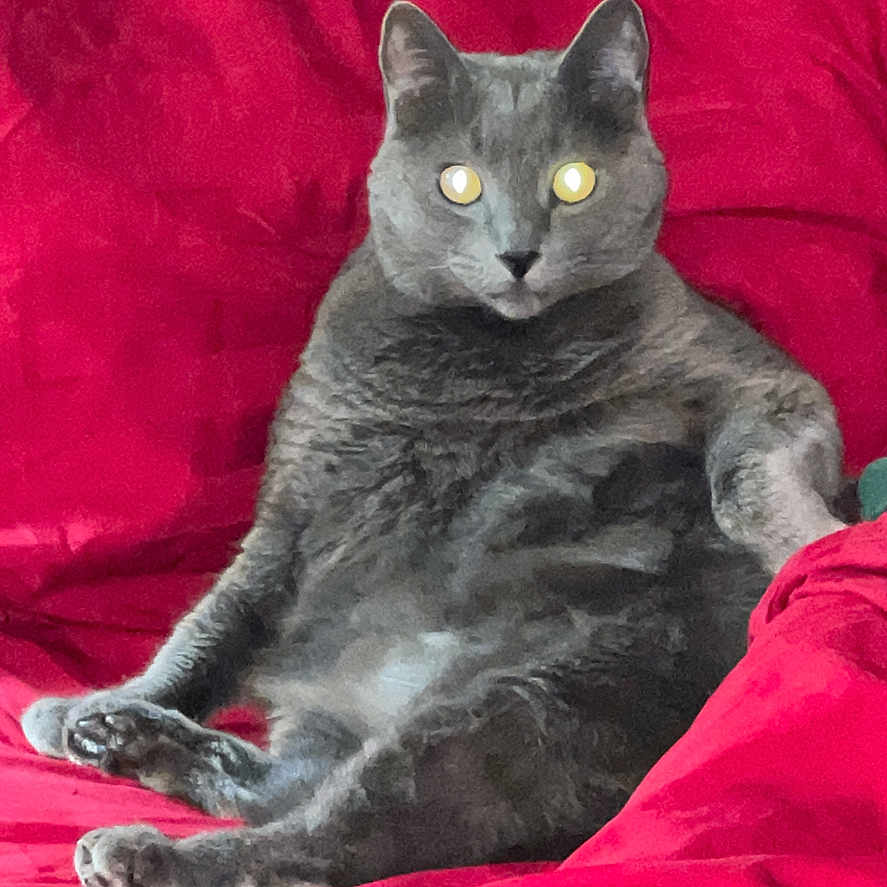 Pepper is registered to the contest to win money with this photo: animal, cat, comfort, cozy, cute, domestic_cat, ears, feline, fur, grey_cat, indoor, looking, paw, pet, portrait, red_blanket, relaxed, sitting, soft, whiskers