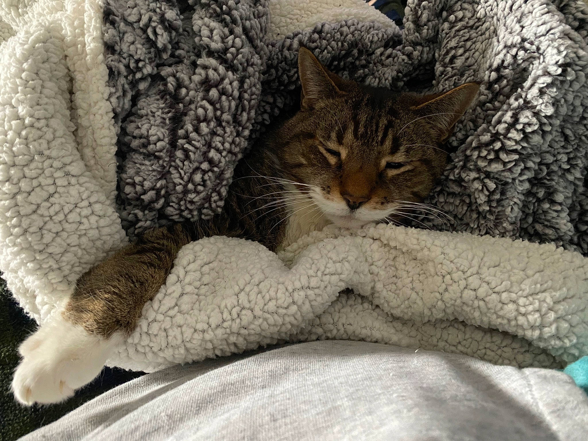 Hurley joined the competition — help win amazing prizes! bed, bedding, carnivore, cat, claw, comfort, domestic_short_haired_cat, fawn, felidae, fur, grey, linens, paw, small_to_medium_sized_cats, snout, tail, terrestrial_animal, tree, whiskers, wildlife