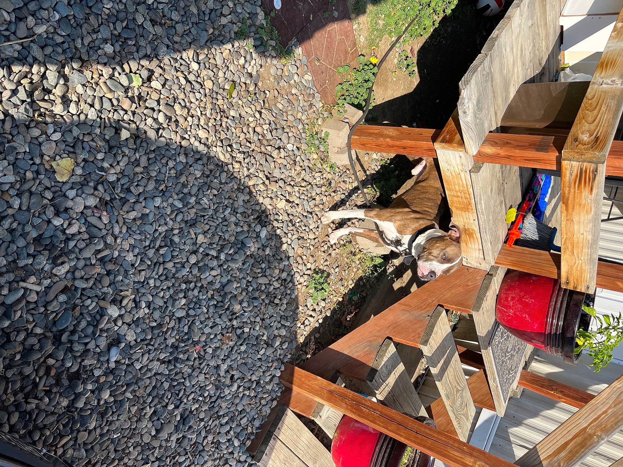 Max is registered to the contest to win money with this photo: backyard, flooring, garden, grass, groundcover, hardwood, herb, landscape, landscaping, lumber, plant, road_surface, rock, roof, room, soil, urban_design, wood, wood_stain, yard