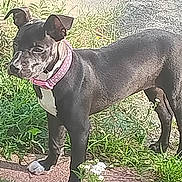 Aster is registered to the contest to win money with this photo: dog, black_dog, pink_collar, sidewalk, grass, flower, white_flower, outdoor, pet, canine, standing, alert, sunlight, nature, animal, mammal, ears_up, short_hair, paw, young_dog