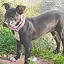 dog, black_dog, pink_collar, sidewalk, grass, flower, white_flower, outdoor, pet, canine, standing, alert, sunlight, nature, animal, mammal, ears_up, short_hair, paw, young_dog