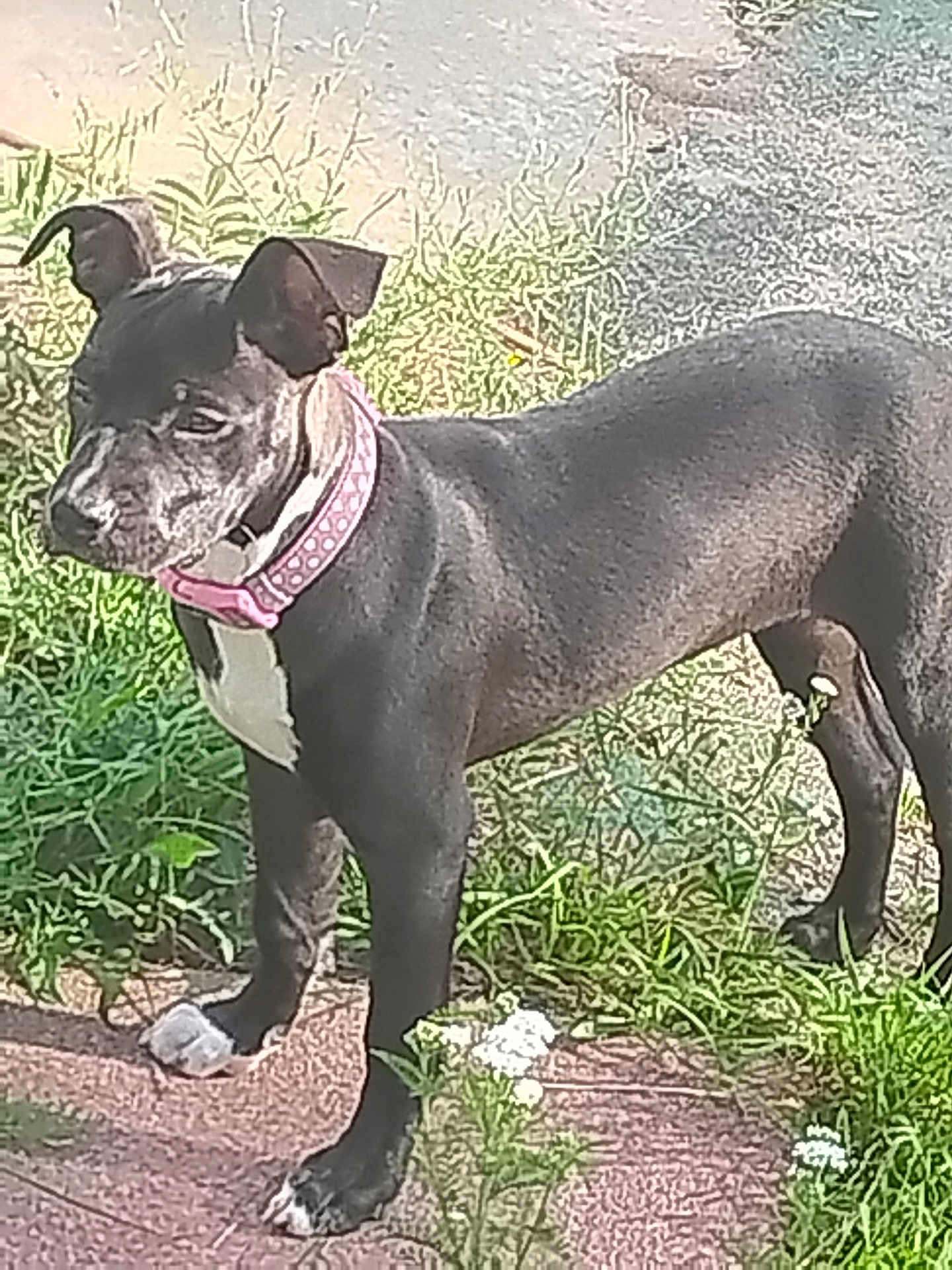 Aster is registered to the contest to win money with this photo: dog, black_dog, pink_collar, sidewalk, grass, flower, white_flower, outdoor, pet, canine, standing, alert, sunlight, nature, animal, mammal, ears_up, short_hair, paw, young_dog
