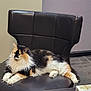 animal, calico_cat, calm, carpet, cat, chair, domestic, feline, fluffy, fur, indoor, leather_chair, paw, pet, relaxed, resting, seated, side_view, wall, whiskers
