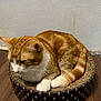 cat, orange_cat, white_paws, scratcher_bed, round_bed, wooden_floor, indoor, pet, fur, animal, relaxed, resting, domestic_cat, whiskers, ears, tail, side_view, home, cozy, quiet