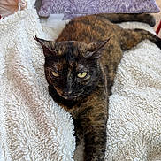 Cacao is registered to the contest to win money with this photo: cat, tortoiseshell_cat, pet, animal, feline, fur, whiskers, eyes, blanket, pillow, indoor, resting, relaxed, stretching, cozy, soft_texture, closeup, mammal, cute, companion