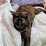 cat, tortoiseshell_cat, pet, animal, feline, fur, whiskers, eyes, blanket, pillow, indoor, resting, relaxed, stretching, cozy, soft_texture, closeup, mammal, cute, companion