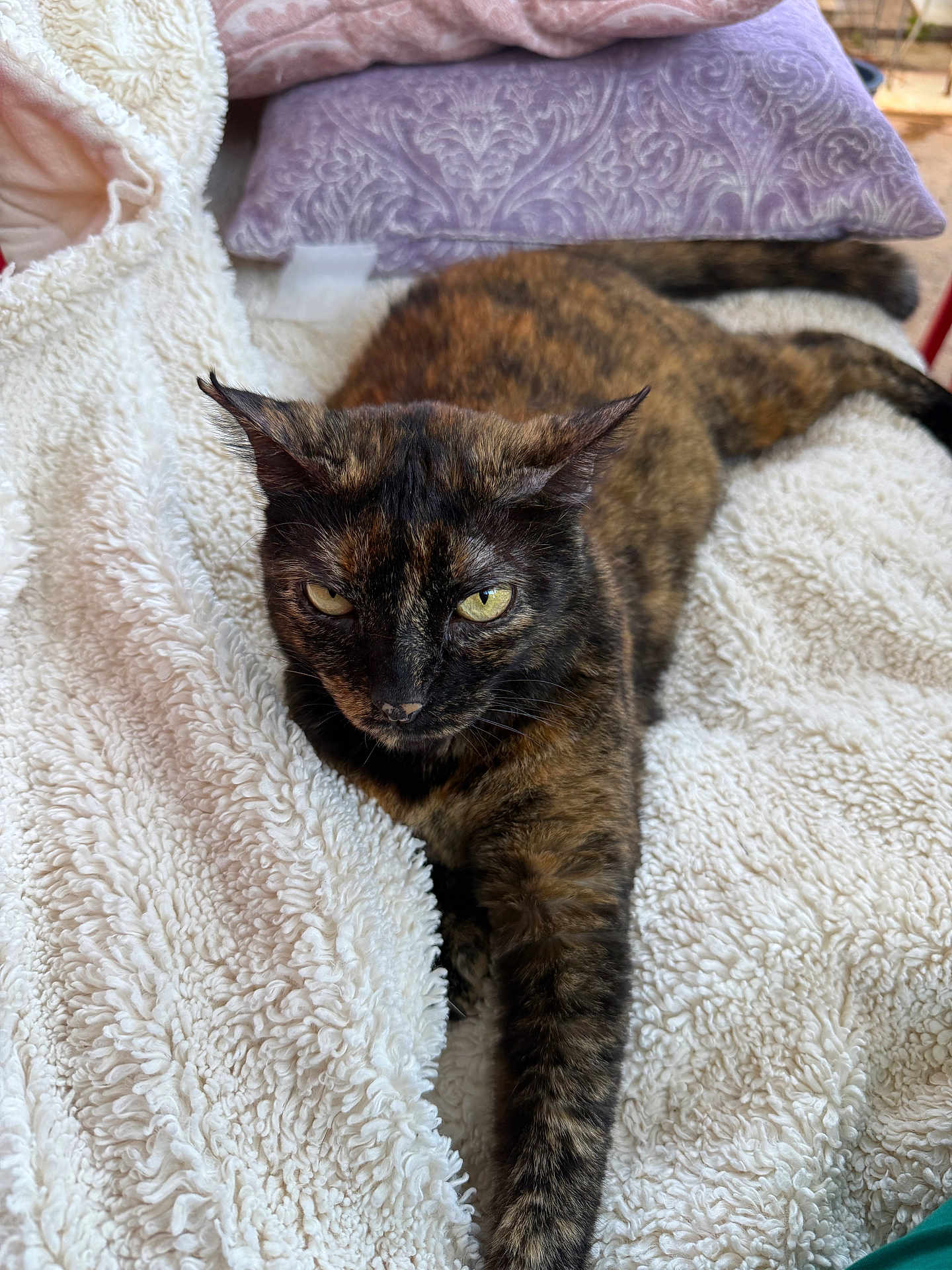 Cacao is registered to the contest to win money with this photo: cat, tortoiseshell_cat, pet, animal, feline, fur, whiskers, eyes, blanket, pillow, indoor, resting, relaxed, stretching, cozy, soft_texture, closeup, mammal, cute, companion