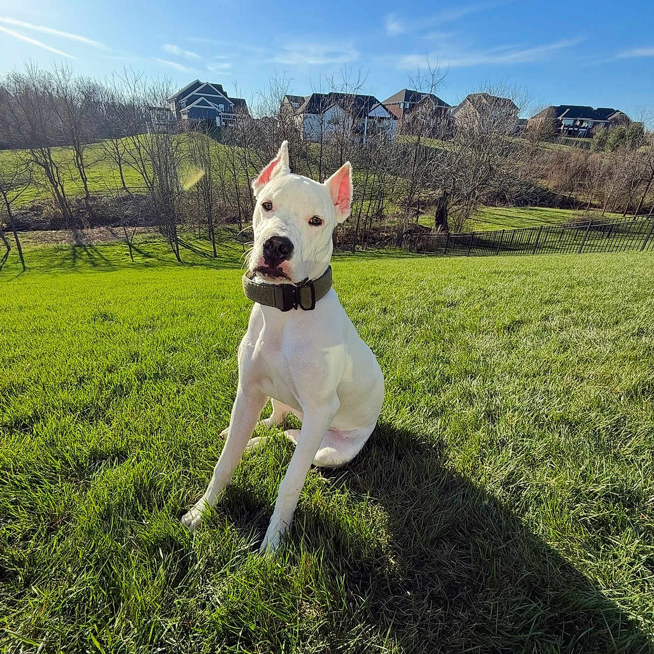 Dixie joined the competition — help win amazing prizes! dog, white_dog, outdoor, grass, sunny, blue_sky, shadow, collar, pet, canine, nature, tree, house, residential_area, daytime, animal, sitting, landscape, field, backyard