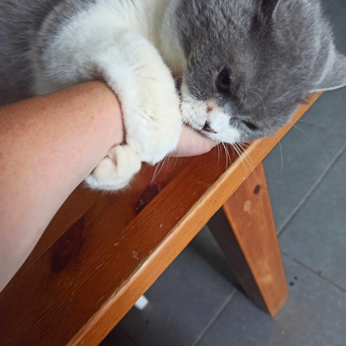 Rin a rejoint le concours — aidez-le/la à gagner de superbes lots ! cat, gray_cat, white_cat, pet, animal, biting, hugging, arm, hand, wooden_table, indoor, floor, tile_floor, playful, affection, mischief, close_up, fur, paw, domestic_animal