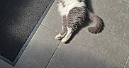 Rin participe au concours pour gagner de l'argent avec cette photo : cat, gray_cat, white_cat, tile_floor, sunlight, indoor, relaxed, sleeping, pet, doormat, paw, tail, fur, home, cozy, quiet, shadow, corner, flooring, animal