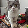 Rin participe au concours pour gagner de l'argent avec cette photo : cat, grey, white, amber_eyes, indoor, table, knitted_toy, decor, curious, pet, feline, closeup, whiskers, ears, fur, domestic_animal, cute, sitting, portrait, tabletop