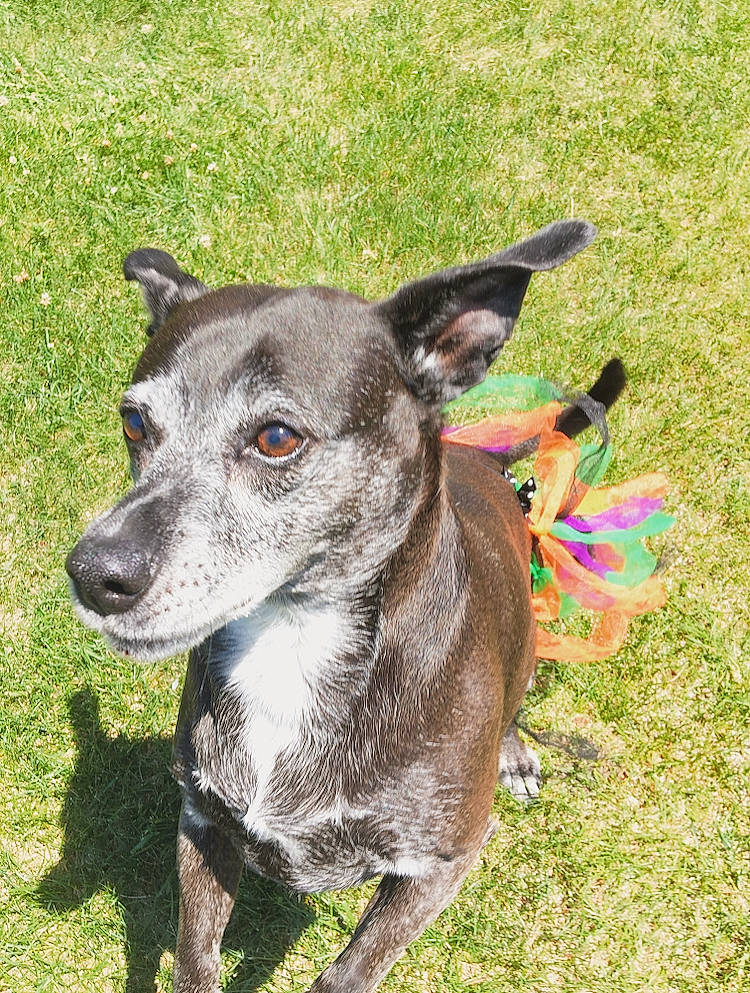 Arcadia is registered to the contest to win money with this photo: canidae, carnivore, dog, dog_breed, feist, grass, greyhound, italian_greyhound, lurcher, mammal, plant, rare_breed_dog, sighthound, snout, vertebrate