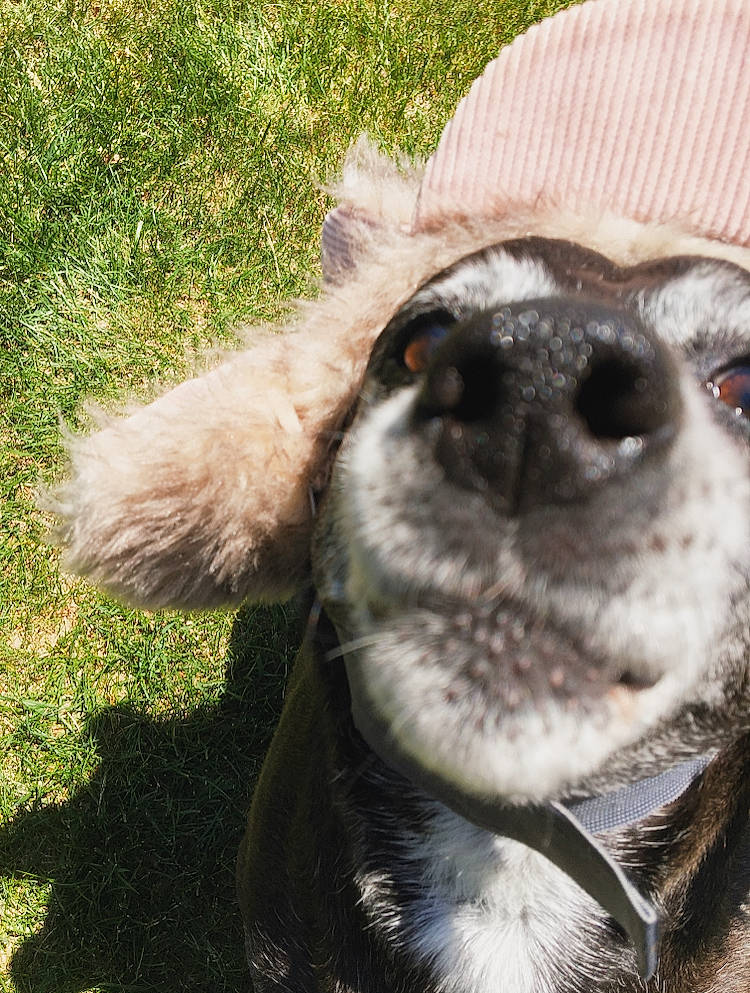 Arcadia joined the competition — help win amazing prizes! canidae, carnivore, companion_dog, dog, dog_breed, mammal, nose, photography, snout, sporting_group