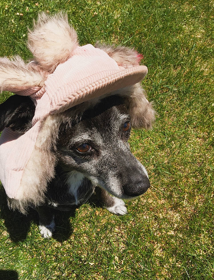 Arcadia joined the competition — help win amazing prizes! canidae, carnivore, companion_dog, dog, dog_breed, fur, grass, hat, plant, puppy, snout, sporting_group