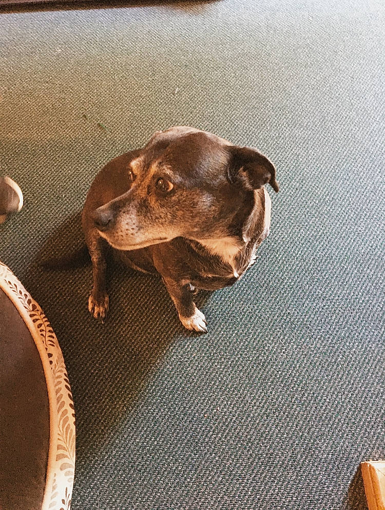 Arcadia joined the competition — help win amazing prizes! canidae, carnivore, dog, dog_breed, ear, floor, flooring, german_pinscher, guard_dog, puppy, snout, sporting_group, table