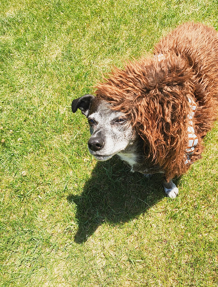 Arcadia joined the competition — help win amazing prizes! alpaca, canidae, carnivore, cockapoo, companion_dog, dog, dog_breed, fawn, grass, lagotto_romagnolo, mammal, plant, portuguese_water_dog, spaniel, spanish_water_dog, sporting_group, vertebrate