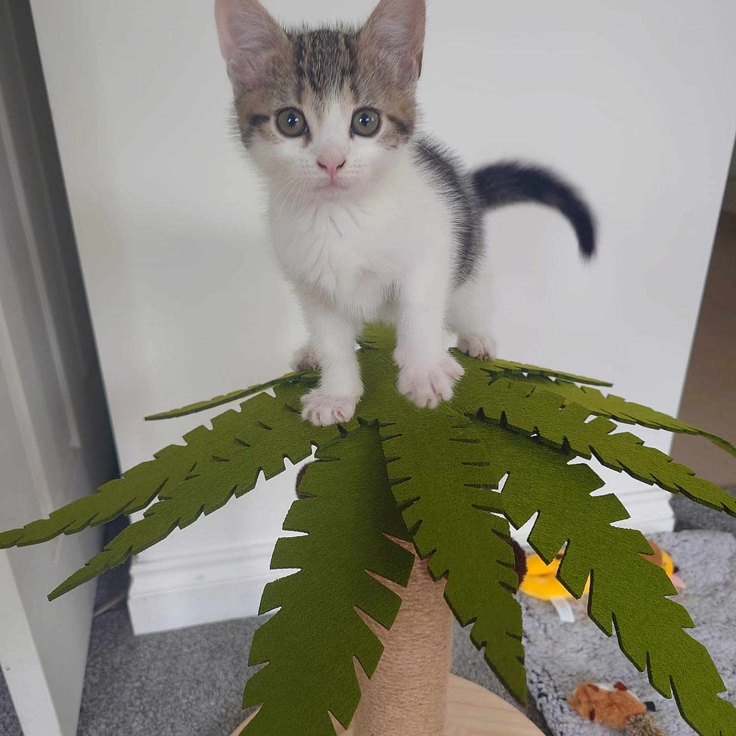 Storm is registered to the contest to win money with this photo: animal, carpet, cat, closeup, curious, cute, ears, feline, felt_leaves, indoor, kitten, paw, pet, playful, scratch_post, tail, toy, white_wall, wooden_base, young