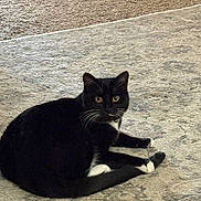 Marley joined the competition — help win amazing prizes! black_fur, carpet, cat, domestic_animal, eyes, feline, floor, home_interior, indoor, looking, paws, pet, portrait, relaxed, rug, sitting, tail, tuxedo_cat, whiskers, white_paws