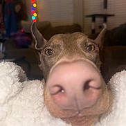 Hallie is registered to the contest to win money with this photo: dog, close_up, nose, blanket, indoor, blurred_background, ears, brown_fur, pet, cute, animal, cozy, soft_texture, lights, living_room, funny, snout, curious, home, portrait