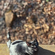 Pepper Pie joined the competition — help win amazing prizes! black_cat, cat, pet, animal, outdoor, sunlight, green_eyes, feline, looking_up, meowing, fur, shadow, ledge, nature, mammal, domestic_animal, whiskers, ears, tail, daylight