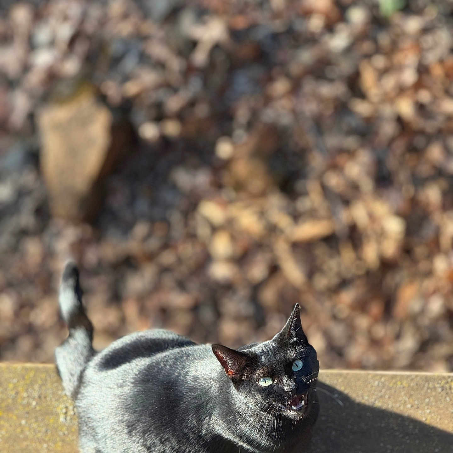 Pepper Pie joined the competition — help win amazing prizes! animal, black_cat, cat, daylight, domestic_animal, ears, feline, fur, green_eyes, ledge, looking_up, mammal, meowing, nature, outdoor, pet, shadow, sunlight, tail, whiskers