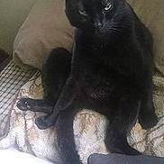 Bear is registered to the contest to win money with this photo: animal, black_cat, blanket, cat, cozy, cute, domestic, expression, feline, fur, furniture, household, indoor, pet, pillow, portrait, relaxed, resting, sitting, whiskers