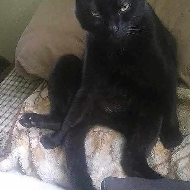 Bear is registered to the contest to win money with this photo: animal, black_cat, blanket, cat, cozy, cute, domestic, expression, feline, fur, furniture, household, indoor, pet, pillow, portrait, relaxed, resting, sitting, whiskers