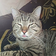 Tigger is registered to the contest to win money with this photo: cat, tabby_cat, pet, feline, whiskers, ears, tongue, sleepy, indoor, blanket, striped, closeup, animal, cute, relaxed, fur, muzzle, paw, resting, domestic_cat