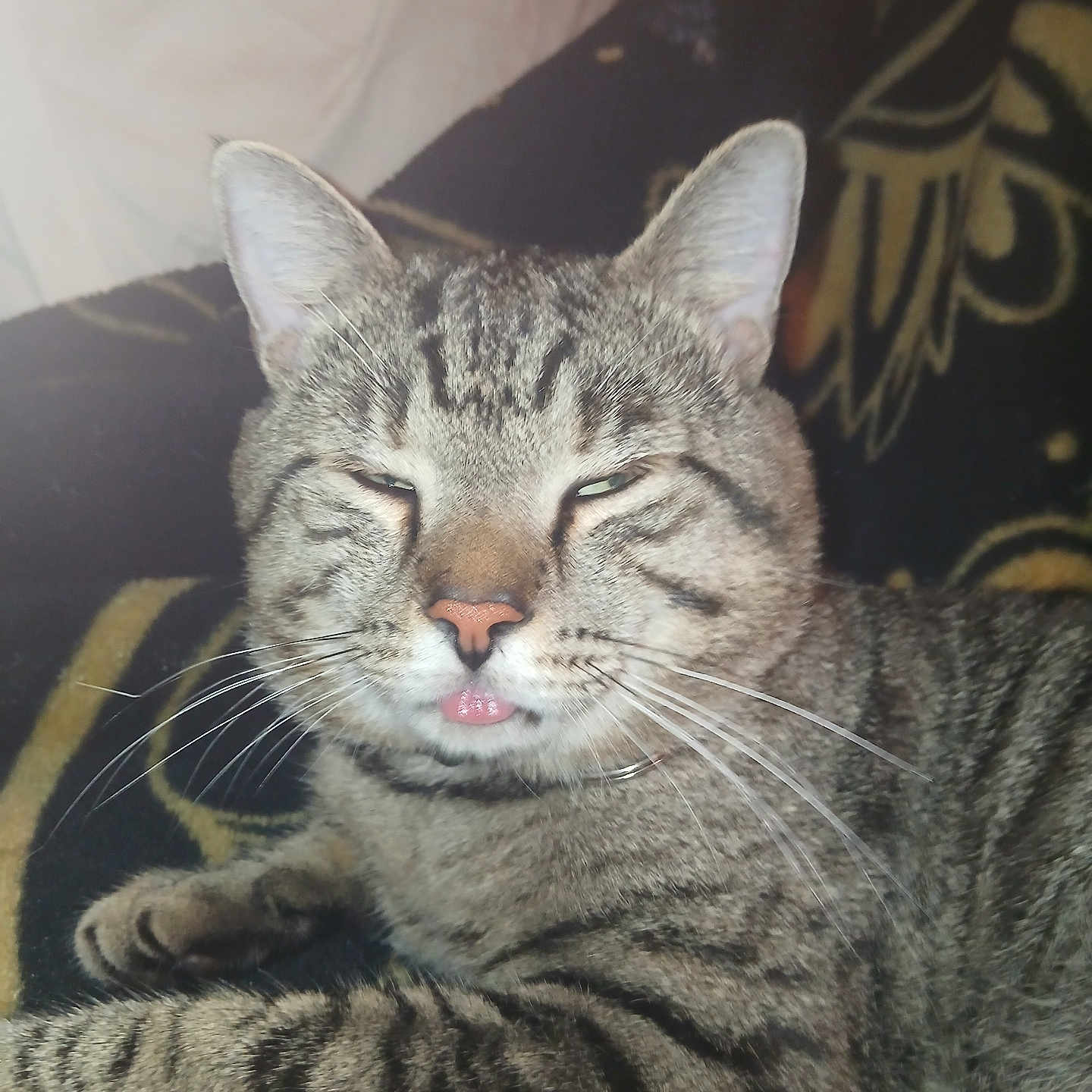 Tigger is registered to the contest to win money with this photo: cat, tabby_cat, pet, feline, whiskers, ears, tongue, sleepy, indoor, blanket, striped, closeup, animal, cute, relaxed, fur, muzzle, paw, resting, domestic_cat