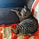 Tigger
