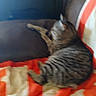 Tigger joined the competition — help win amazing prizes! animal, blanket, blur, cat, comfort, couch, cozy, feline, fur, home, indoor, mammal, pet, pillow, relaxing, resting, sleeping, soft, striped, tabby_cat